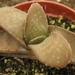 gasteria rawlinsonii  ( baviaakloof )