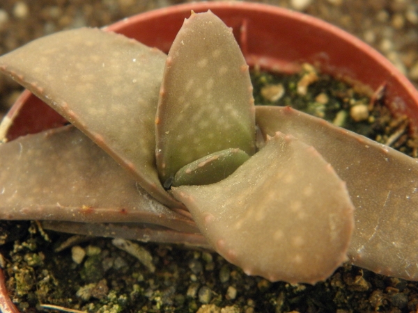 gasteria rawlinsonii  ( baviaakloof )