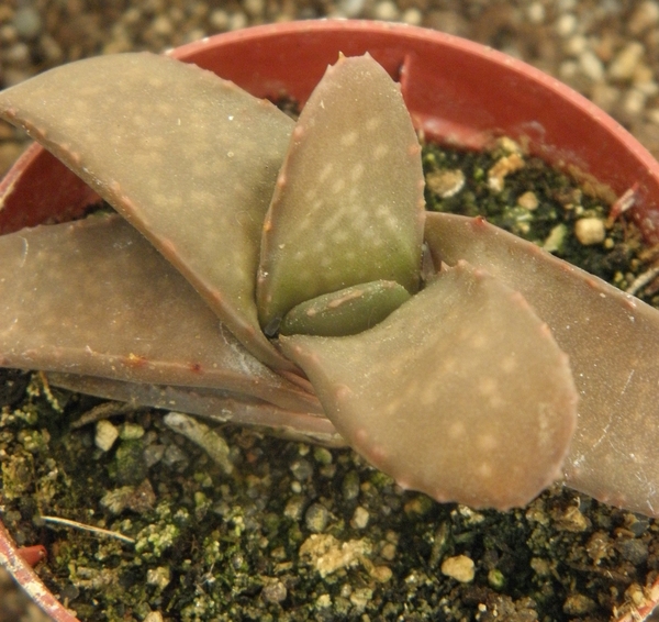 gasteria rawlinsonii  ( baviaakloof ).                           