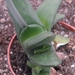 gasteria transvaalensis