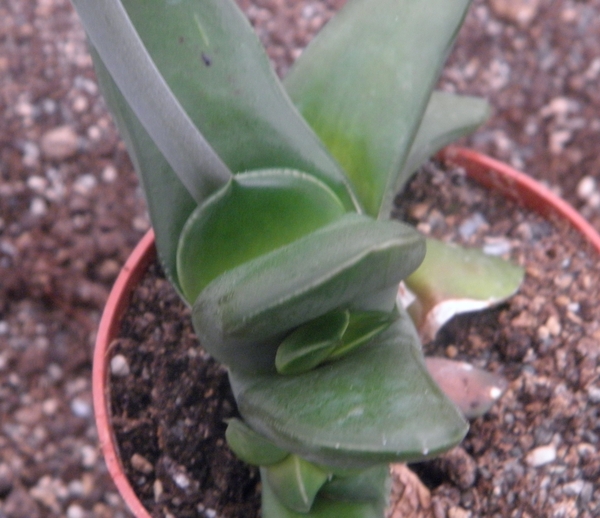 gasteria transvaalensis