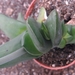 gasteria transvaalensis.                                         