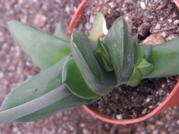 gasteria transvaalensis.                                         