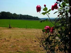 rozen in het landschap...