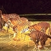 Moskou circus