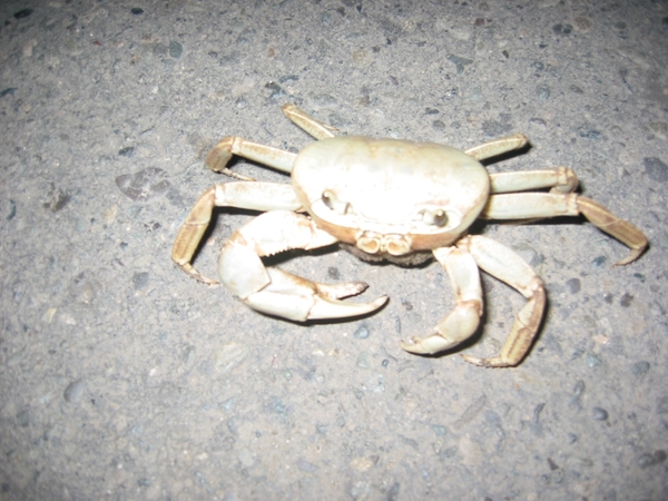 2003-04  0083 Krab 13