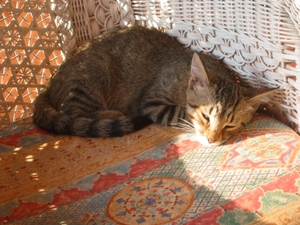 2003-12   2003-04  107 Gato 15