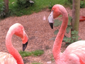Roze Flamingo