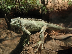 Groene Leguaan