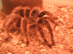 Tarantula