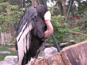 Grote gier