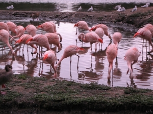 Roze flamingo's
