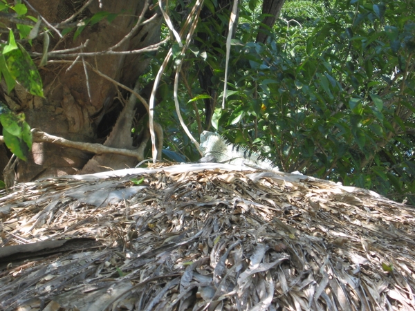 2005-12  0035 Leguaan-zwemdok hotel