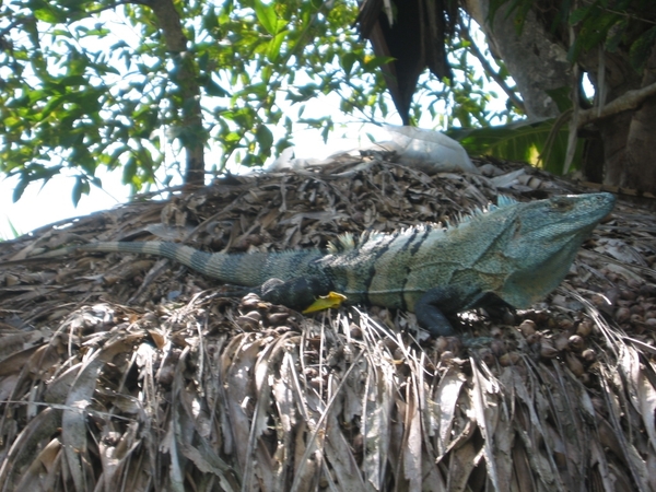 2005-12  0043 Leguaan-zwemdok
