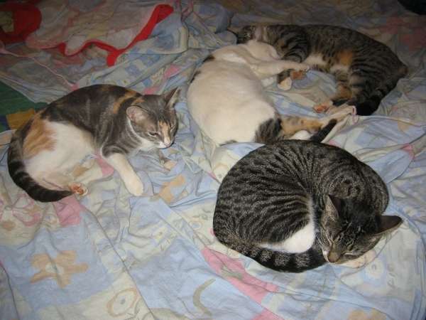 2005-12  0094 Poezen