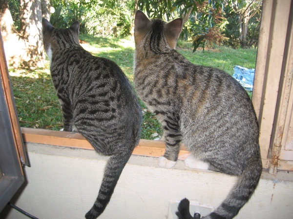 2005-12  0095 Raclet-Caramelle 20-12