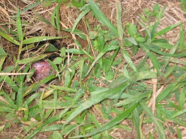 2005-12  0099 Leguaan in de hof 22-12