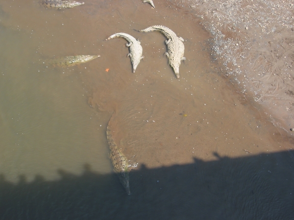 2005-12  0205 Krokodillen 30-12