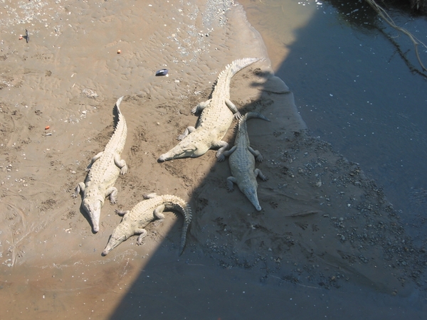 2005-12  0206 Krokodillen 30-12