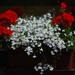 Vensterbank blommen in het Denderoord