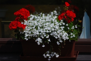 Vensterbank blommen in het Denderoord