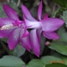 De huis cactus