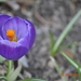De eerste krokus bloeit