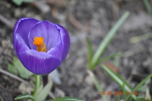 De eerste krokus bloeit