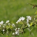 kersenbloesem links
