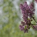 Hier bloeit ze
