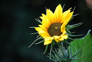 Eerste zonnebloem