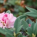 Roze schoonheid