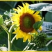 eerste zonnebloemen 2010