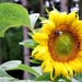 Lekkere nectar