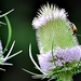 De wilde Kaardebol bloeit met twee mauve banden