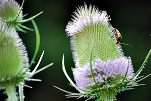 De wilde Kaardebol bloeit met twee mauve banden