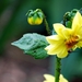 De eerste kleine dahlia heeft al bezoek