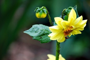 De eerste kleine dahlia heeft al bezoek