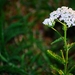 Berm bloem