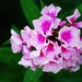 Zacht roze .