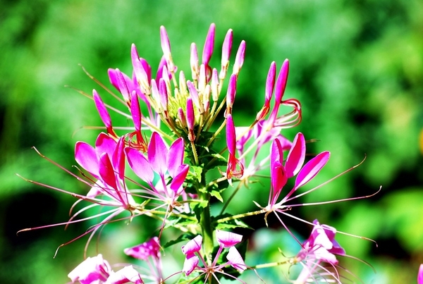 Etikhove 18 Julie 2010 088 (2)