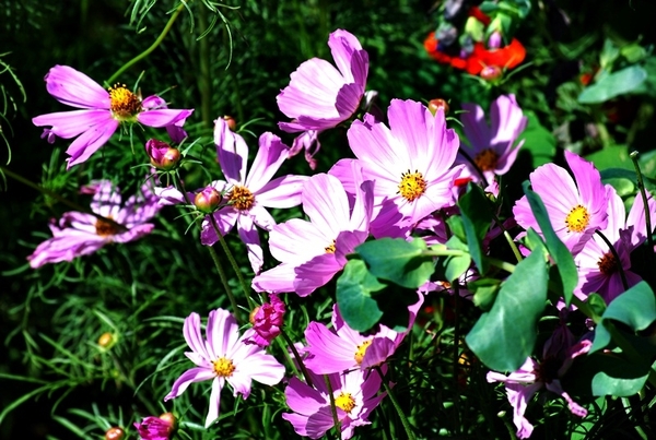 Etikhove 18 Julie 2010 089 (2)