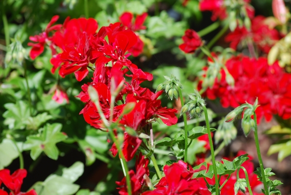 Etikhove 18 Julie 2010 102