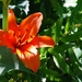 Park meubelen , de was , bloemen  19 Julie 2010 034