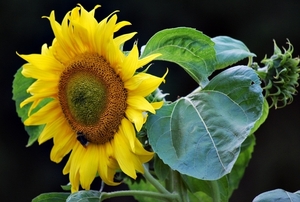 Koele dreven , zonnebloemen en wilde kaardenbol met  bijen 19 Ju 