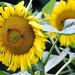 Koele dreven , zonnebloemen en wilde kaardenbol met  bijen 19 Ju 