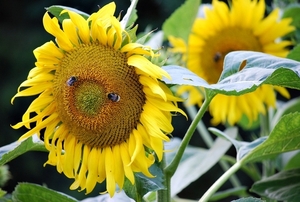 Koele dreven , zonnebloemen en wilde kaardenbol met  bijen 19 Ju 