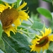 Koele dreven , zonnebloemen en wilde kaardenbol met  bijen 19 Ju 