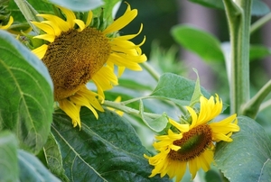 Koele dreven , zonnebloemen en wilde kaardenbol met  bijen 19 Ju 