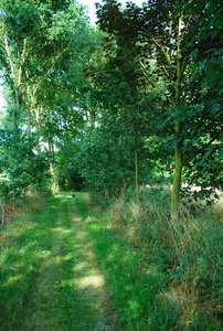 Koele dreven , zonnebloemen en wilde kaardenbol met  bijen 19 Ju 